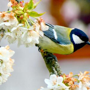 Great Tit