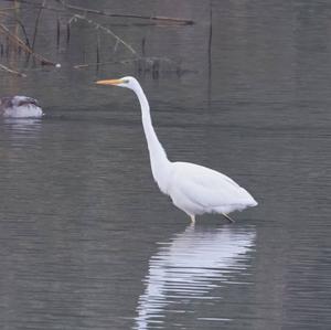 Great Egret