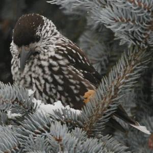 Spotted Nutcracker