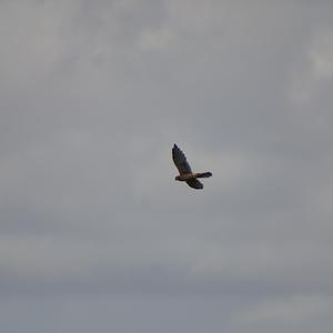 Common Kestrel