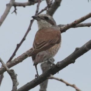 Red-backed Shrike