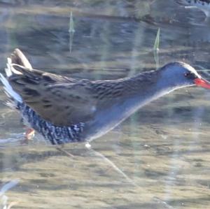 Water Rail