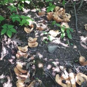 Tawny Funnel-cap