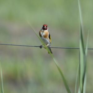 European Goldfinch