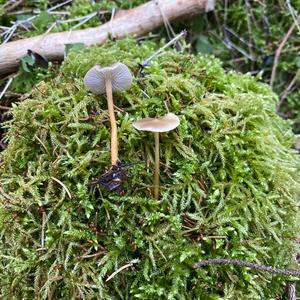 Spruce-cone Toadstool