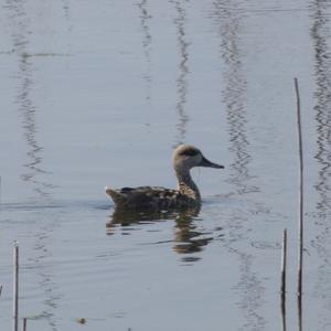 Marbled Teal