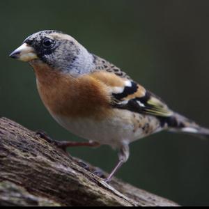 Brambling