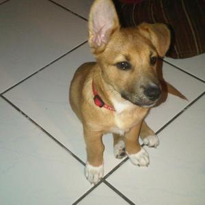 Welsh Corgi (Pembroke)