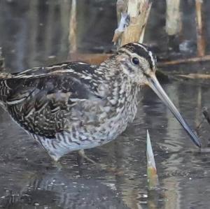 Common Snipe