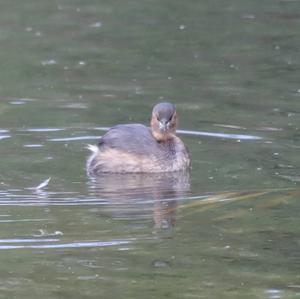 Little Grebe