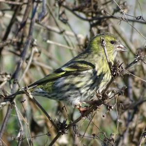 Eurasian Siskin