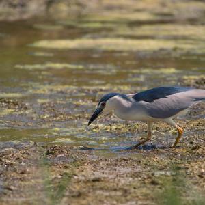 Black-crowned Night-heron