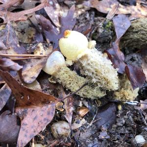 Ravenel`s Stinkhorn