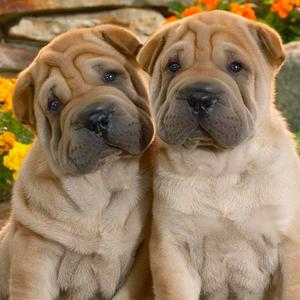 Chinese Shar-Pei