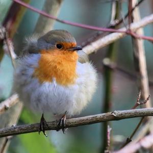 European Robin