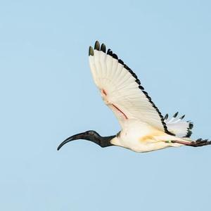 African Sacred Ibis