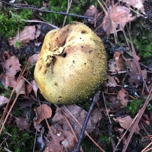 Pigskin Poison Puffball