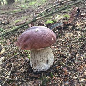 King Bolete