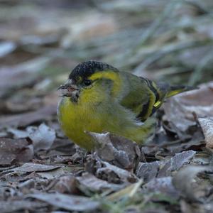 Eurasian Siskin