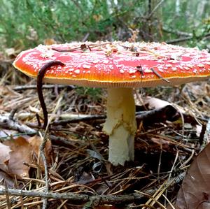 Fly Agaric