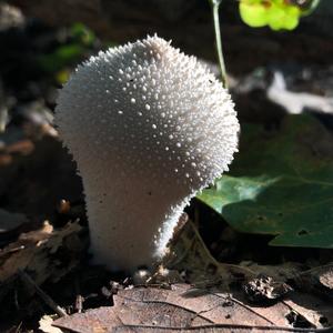 Gem-studded Puffball