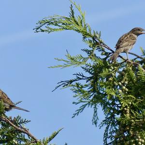 House Sparrow