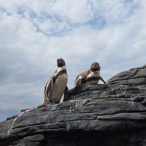 Humboldt Penguin