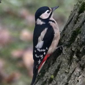 Great Spotted Woodpecker