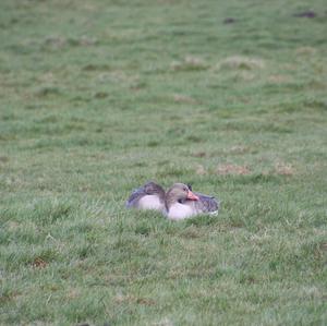 Greylag Goose