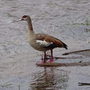 Nilgans