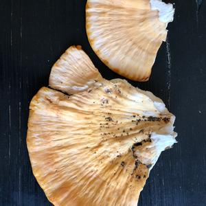 Chicken Mushroom