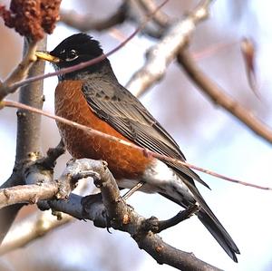 American Robin