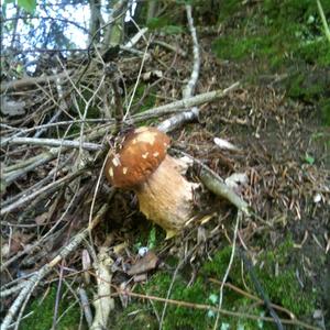 Summer Bolete