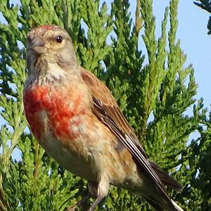 Eurasian Linnet