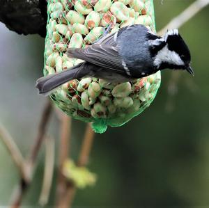 Coal Tit