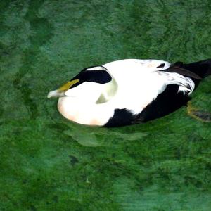 Common Eider