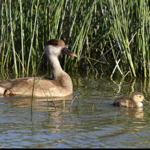 Red-crested Pochard