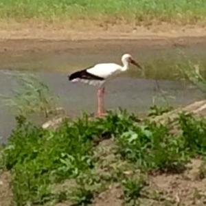 White Stork