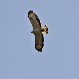 Common Buzzard