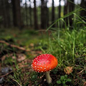 Fly Agaric