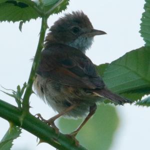 Common Whitethroat