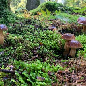 Bay Bolete