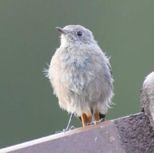 Black Redstart