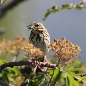 Tree Pipit