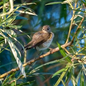 Common Chiffchaff