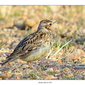 Wood Lark