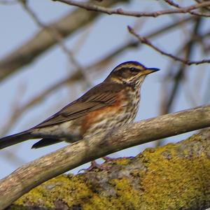 Redwing