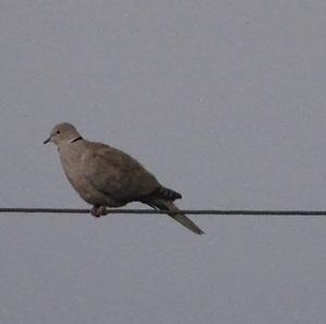 Eurasian Collared-dove