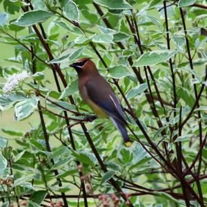 Cedar Waxwing