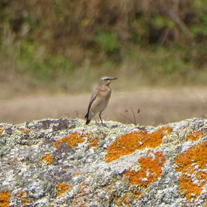 Northern Wheatear